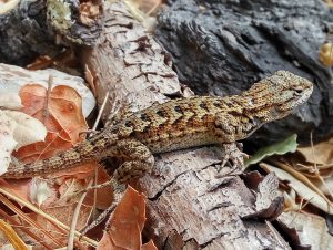 1435px-Western_Fence_Lizard_Big_Basin_State_Park-300x226.jpg